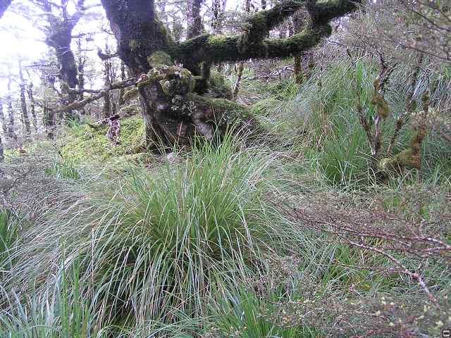 NZ leden-unor 2006 191.jpg